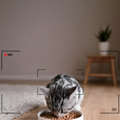 Green Lion Smart Pet Feeder for Cats with Stainless Steel Bowl